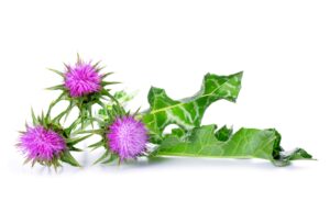 Read more about the article PHYTOTHERAPIE: Die stachelige Wunderpflanze